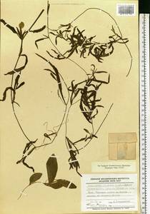 Potamogeton gramineus L., Eastern Europe, North Ukrainian region (E11) (Ukraine)