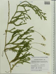 Lycopodium clavatum L., Eastern Europe, Northern region (E1) (Russia)