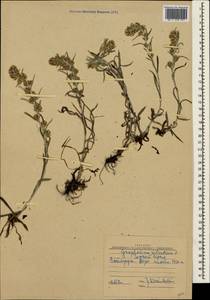 Omalotheca sylvatica (L.) Sch. Bip. & F. W. Schultz, Crimea (KRYM) (Russia)
