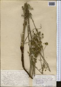 Aulacospermum anomalum (Ledeb.) Ledeb., Middle Asia, Dzungarian Alatau & Tarbagatai (M5) (Kazakhstan)