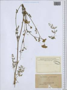 Seseli annuum subsp. carvifolium (Vill.) P. Fourn., Western Europe (EUR) (France)