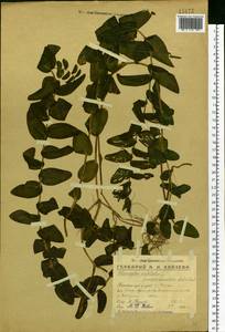 Potamogeton perfoliatus L., Eastern Europe, Volga-Kama region (E7) (Russia)