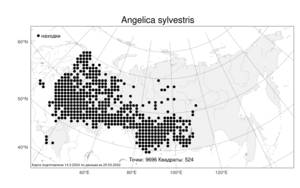 Angelica sylvestris L., Atlas of the Russian Flora (FLORUS) (Russia)