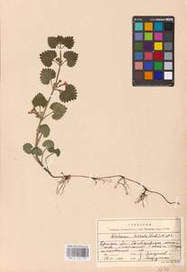 MHA 0 155 799, Glechoma hederacea L., Eastern Europe, Western region (E3) (Russia)