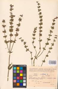 MHA 0 156 275, Salvia pratensis L., Eastern Europe, Central region (E4) (Russia)