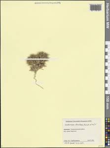 Ceratocarpus arenarius L., Caucasus, Armenia (K5) (Armenia)