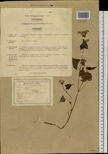 Fagopyrum esculentum Moench, Siberia, Russian Far East (S6) (Russia)