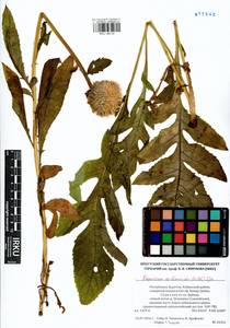 Rhaponticum carthamoides subsp. carthamoides, Siberia, Baikal & Transbaikal region (S4) (Russia)
