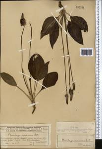 Plantago maxima Juss. ex Jacq., Middle Asia, Muyunkumy, Balkhash & Betpak-Dala (M9) (Kazakhstan)