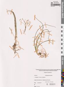 Triglochin palustris L., Siberia, Chukotka & Kamchatka (S7) (Russia)