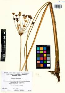 Butomus umbellatus L., Siberia, Baikal & Transbaikal region (S4) (Russia)