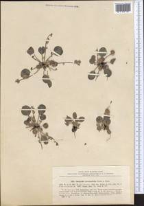 Onobrychis tavernieraefolia Boiss., Middle Asia, Syr-Darian deserts & Kyzylkum (M7) (Uzbekistan)