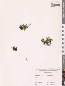 Callitriche palustris L., Siberia, Chukotka & Kamchatka (S7) (Russia)