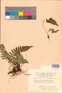 Polypodium vulgare L., Eastern Europe, Eastern region (E10) (Russia)