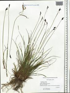 Carex bigelowii subsp. lugens (Holm) T.V.Egorova, Siberia, Yakutia (S5) (Russia)