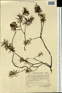 Rhododendron tomentosum (Stokes) Harmaja, Eastern Europe, Eastern region (E10) (Russia)