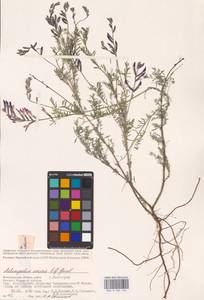 Astragalus varius S.G.Gmel., Eastern Europe, Lower Volga region (E9) (Russia)