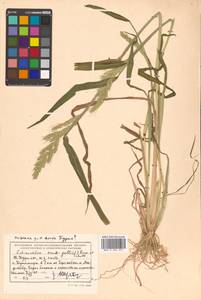 Echinochloa crus-galli (L.) P.Beauv., Siberia, Russian Far East (S6) (Russia)