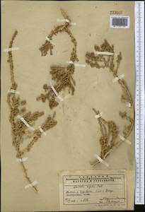 Nitrosalsola orientalis (S. G. Gmel.) Theodorova, Middle Asia, Pamir & Pamiro-Alai (M2) (Tajikistan)