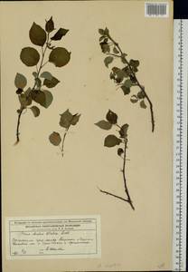 Malus sylvestris Mill., Eastern Europe, Moscow region (E4a) (Russia)