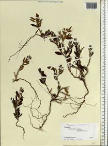 Polygonum maritimum L., Eastern Europe, South Ukrainian region (E12) (Ukraine)