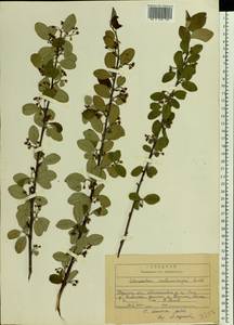 Cotoneaster alaunicus Golitsin, Eastern Europe, Central region (E4) (Russia)