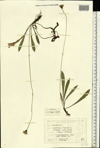 Leontodon hispidus L., Eastern Europe, Belarus (E3a) (Belarus)