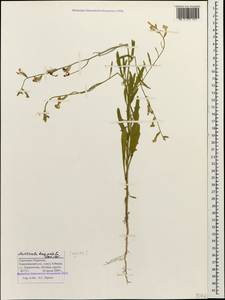 Matthiola longipetala (Vent.) DC., Caucasus, Stavropol Krai, Karachay-Cherkessia & Kabardino-Balkaria (K1b) (Russia)