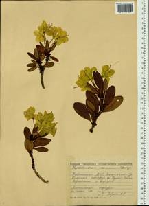 Rhododendron aureum Georgi, Siberia, Altai & Sayany Mountains (S2) (Russia)