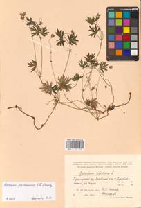 Geranium dahuricum DC., Siberia, Russian Far East (S6) (Russia)