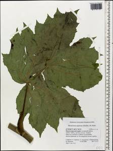 Heracleum asperum (Hoffm.) M. Bieb., Caucasus, Krasnodar Krai & Adygea (K1a) (Russia)