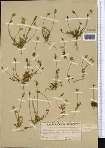 Lomatogonium carinthiacum (Wulfen) Reichenb., Middle Asia, Pamir & Pamiro-Alai (M2)