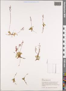 Micranthes foliolosa (R.Br.) Gornall, Siberia, Chukotka & Kamchatka (S7) (Russia)