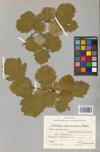 Crataegus maximowiczii C. K. Schneid., Siberia, Russian Far East (S6) (Russia)