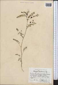 Astragalus schmalhausenii Bunge, Middle Asia, Western Tian Shan & Karatau (M3) (Uzbekistan)