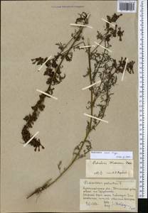Pedicularis palustris subsp. karoi (Freyn) Tsoong, Middle Asia, Northern & Central Kazakhstan (M10) (Kazakhstan)
