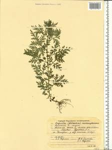 Artemisia annua L., Eastern Europe, Middle Volga region (E8) (Russia)