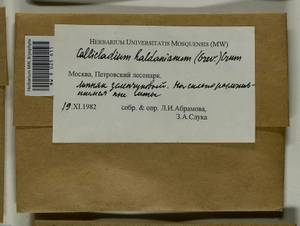 Callicladium haldaneanum (Grev.) H.A. Crum, Bryophytes, Bryophytes - Moscow City & Moscow Oblast (B6a) (Russia)