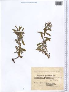 Polygonum fibrilliferum Kom., Middle Asia, Kopet Dag, Badkhyz, Small & Great Balkhan (M1) (Turkmenistan)