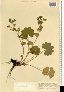 Alchemilla hebescens Juz., Mongolia (MONG) (Mongolia)