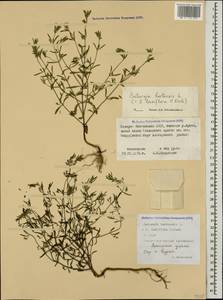 Satureja hortensis L., Caucasus, North Ossetia, Ingushetia & Chechnya (K1c) (Russia)