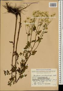 Tanacetum partheniifolium (Willd.) Sch. Bip., Caucasus, Stavropol Krai, Karachay-Cherkessia & Kabardino-Balkaria (K1b) (Russia)