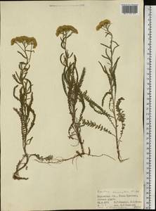 Achillea micrantha Willd., Eastern Europe, South Ukrainian region (E12) (Ukraine)