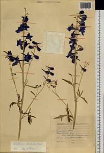 Delphinium cheilanthum Fisch. ex DC., Siberia, Baikal & Transbaikal region (S4) (Russia)