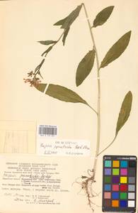 Hesperis pycnotricha Borbás & Degen, Eastern Europe (no precise locality) (E0)