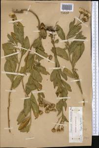 Jacobaea racemulifera (Pavlov) C. Ren & Q. E. Yang, Middle Asia, Western Tian Shan & Karatau (M3)