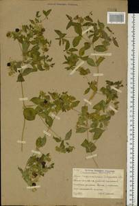 Silene baccifera (L.) Roth, Eastern Europe, Lower Volga region (E9) (Russia)