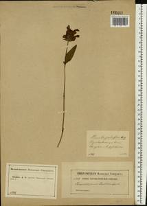 Prunella grandiflora (L.) Turra, Eastern Europe, Central forest-and-steppe region (E6) (Russia)