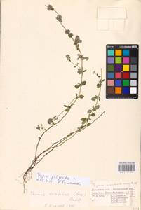 MHA 0 157 034, Thymus pulegioides L., Eastern Europe, West Ukrainian region (E13) (Ukraine)