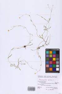 Ranunculus reptans L., Eastern Europe, Northern region (E1) (Russia)